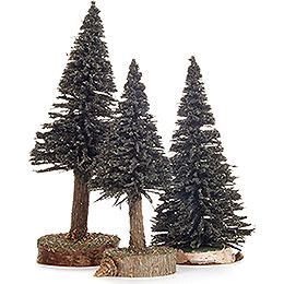 Spruce  -  Green  -  3 pieces  -  12cm / 4.7 inch to 16cm / 6.3 inch